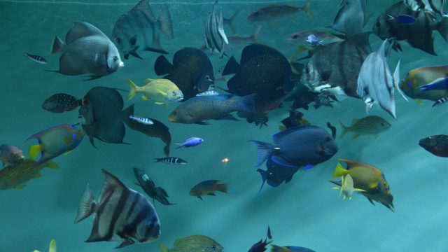水族館 フリー素材ドットコム