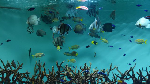 水族館 フリー素材ドットコム