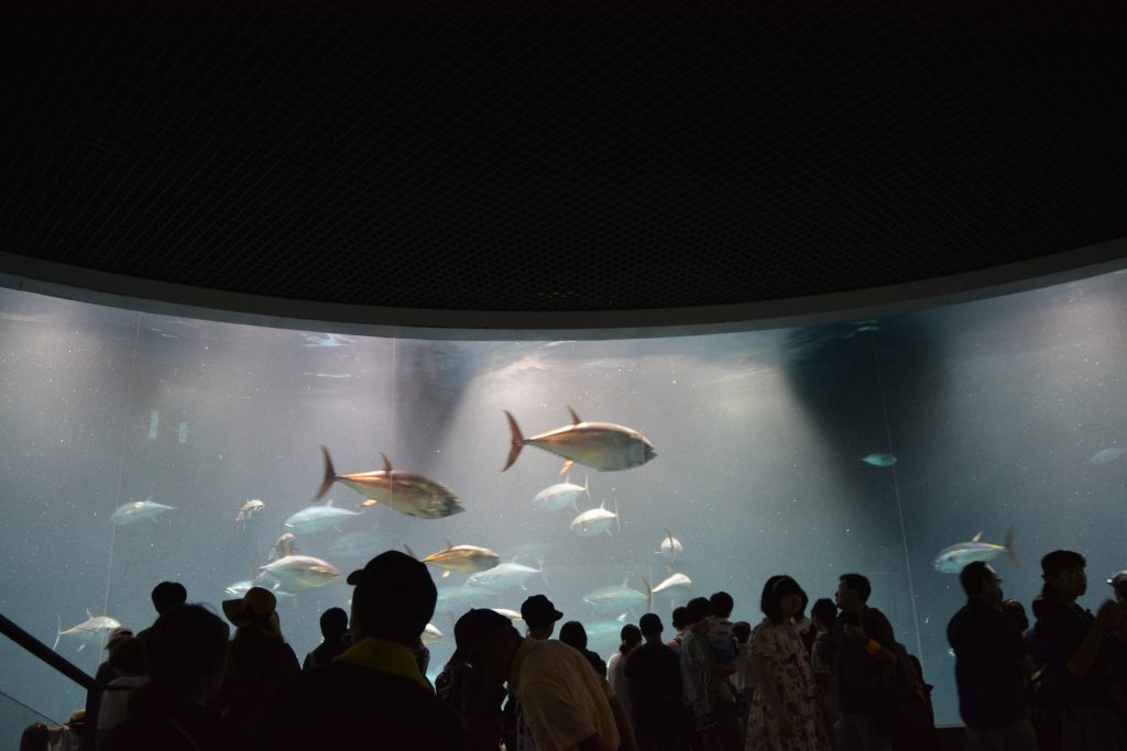 マグロ 巨大水槽 水族館01 フリー素材ドットコム