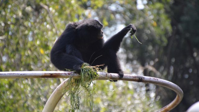 動物園 フリー素材ドットコム