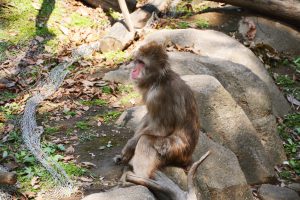 サル フリー素材ドットコム