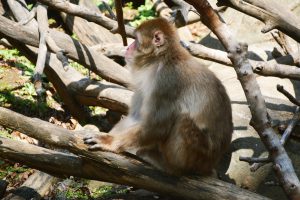 サル フリー素材ドットコム