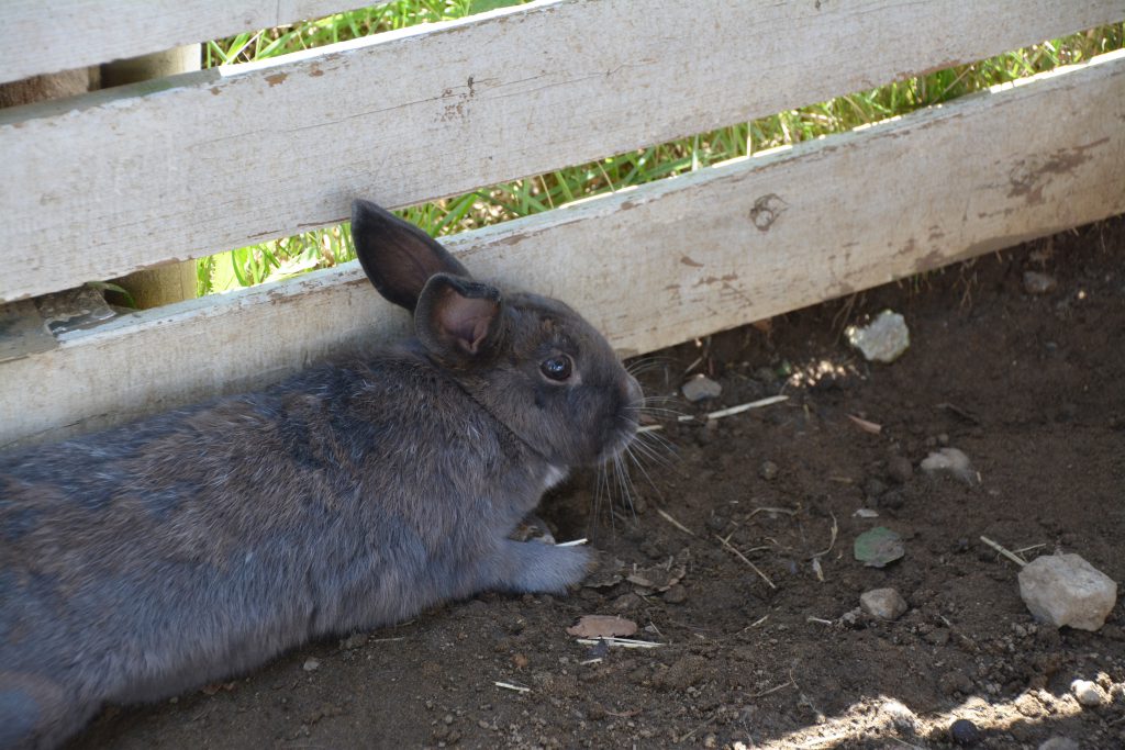 日影で涼しむウサギ フリー素材ドットコム