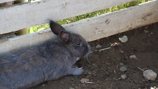 ウサギ フリー素材ドットコム