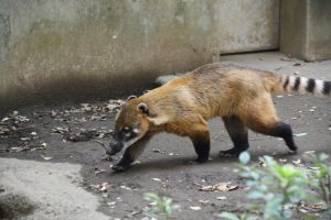 アライグマ フリー素材ドットコム