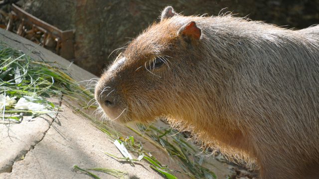 動物園 フリー素材ドットコム