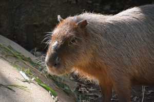 動物園 フリー素材ドットコム