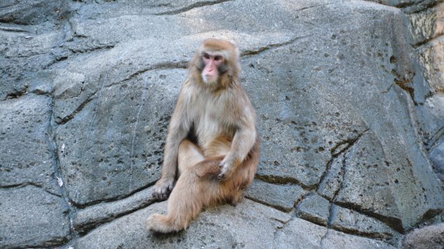 サル フリー素材ドットコム