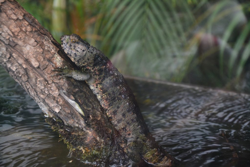 チュウゴクワニトカゲ01 フリー素材ドットコム