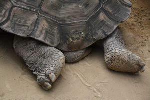 カメ フリー素材ドットコム