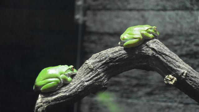 カエル フリー素材ドットコム