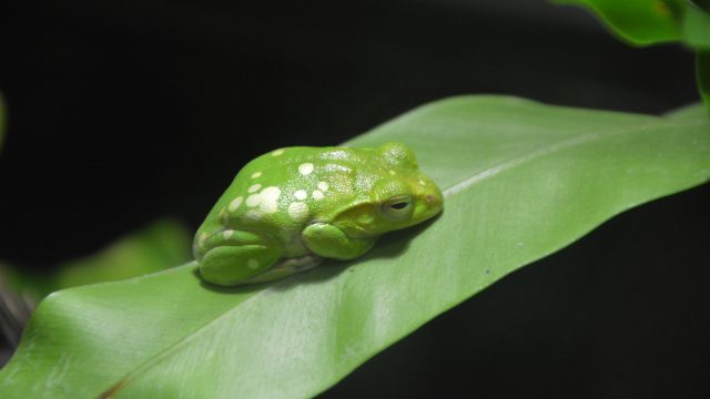 カエル フリー素材ドットコム