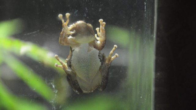 カエル フリー素材ドットコム