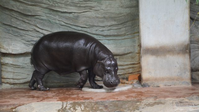 動物園 フリー素材ドットコム