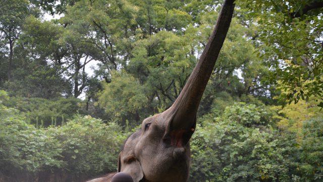 ゾウ フリー素材ドットコム