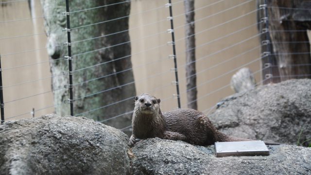 カワウソ フリー素材ドットコム