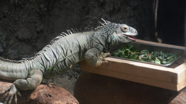 爬虫類 フリー素材ドットコム