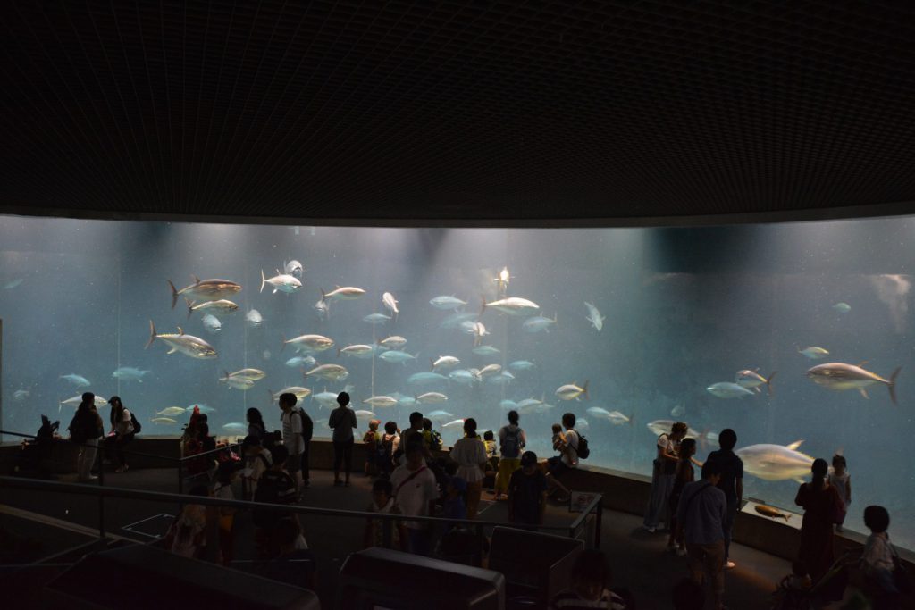 マグロ 巨大水槽 水族館02 フリー素材ドットコム