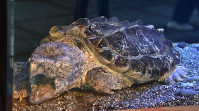 カメ フリー素材ドットコム