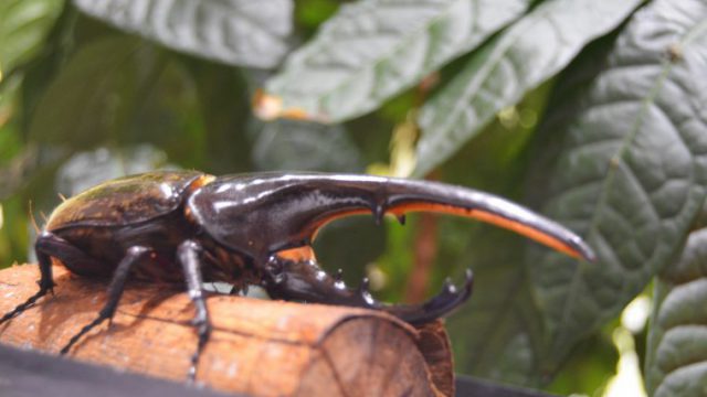 カブトムシ フリー素材ドットコム