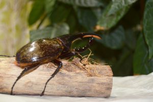 カブトムシ フリー素材ドットコム