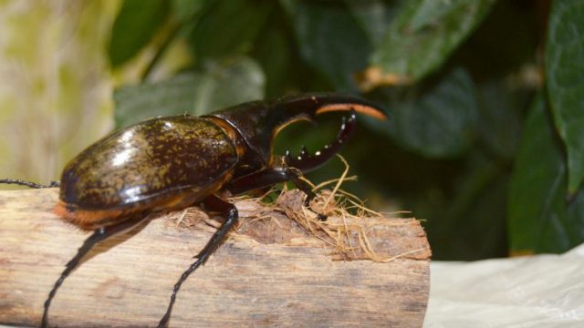 カブトムシ フリー素材ドットコム