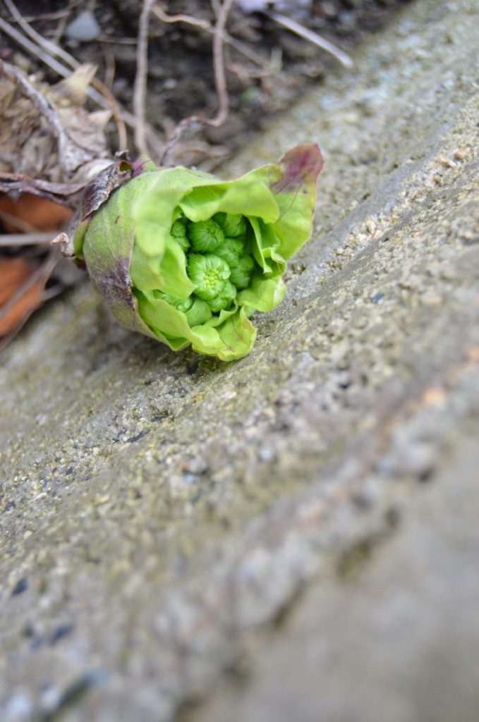 ふきのとう フキノトウ07 フリー素材ドットコム