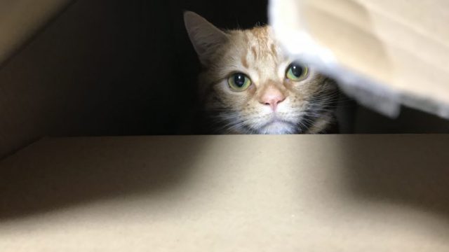 猫 フリー素材ドットコム