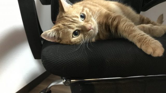 猫 フリー素材ドットコム