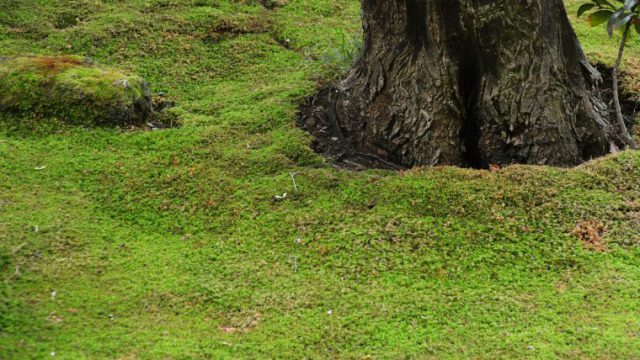 木々 木漏れ日 フリー素材ドットコム