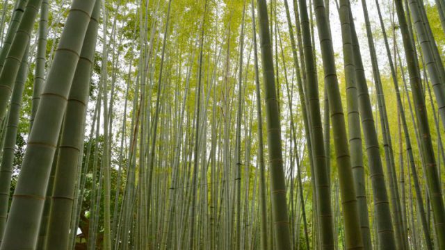 竹 フリー素材ドットコム