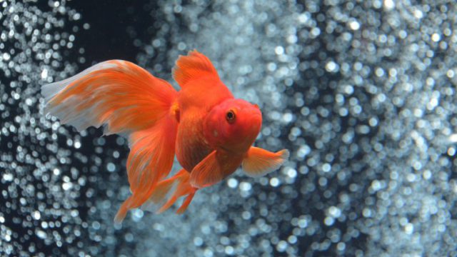 金魚 フリー素材ドットコム